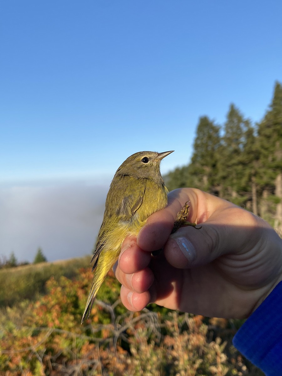 Orange-crowned Warbler (Gray-headed) - ML641778599