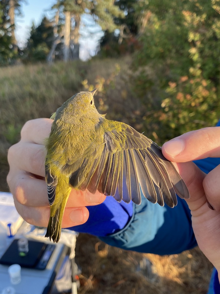 Orange-crowned Warbler (Gray-headed) - ML641778600