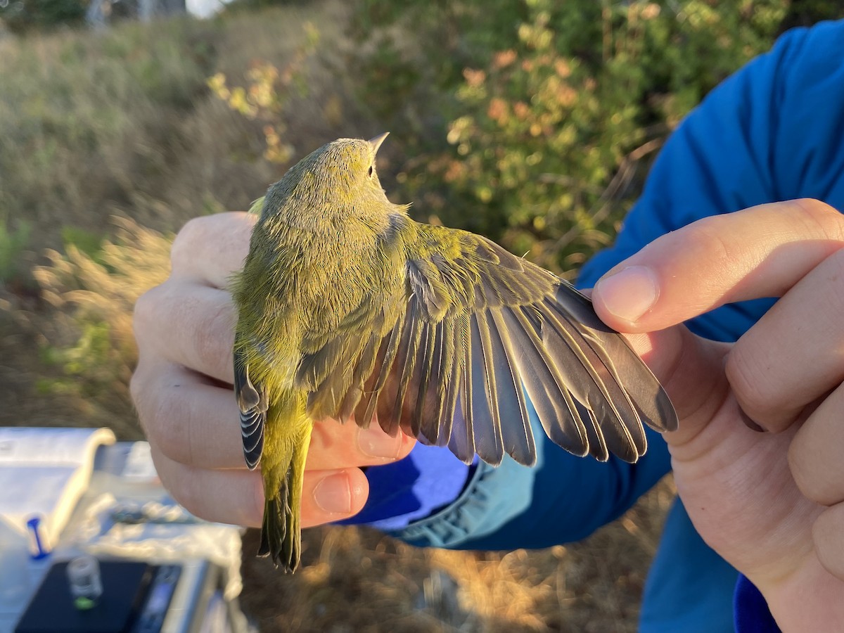 Orange-crowned Warbler (Gray-headed) - ML641778601