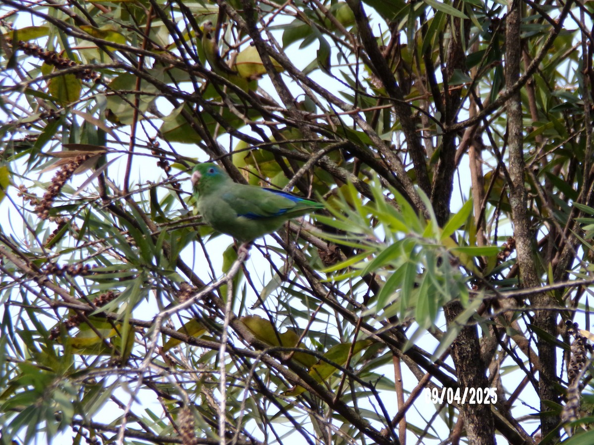 Spectacled Parrotlet - ML641778618