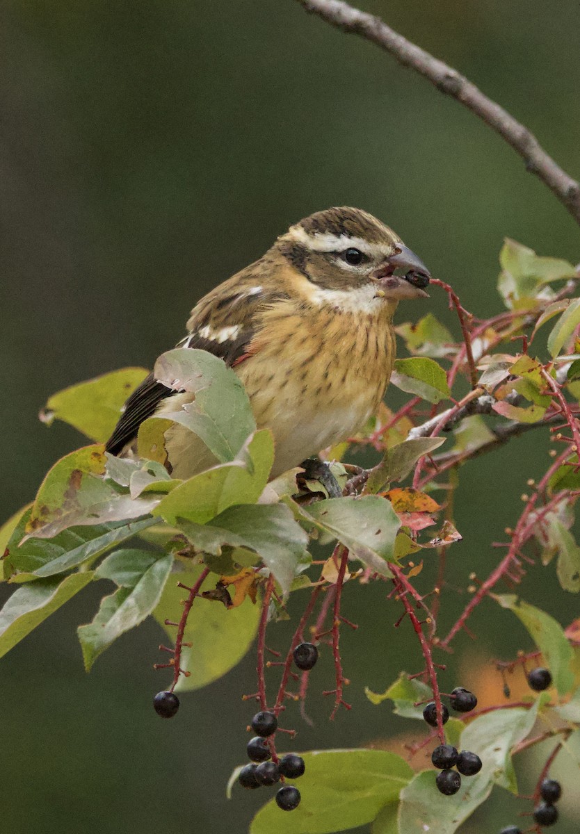 Black-headed Grosbeak - ML641778624
