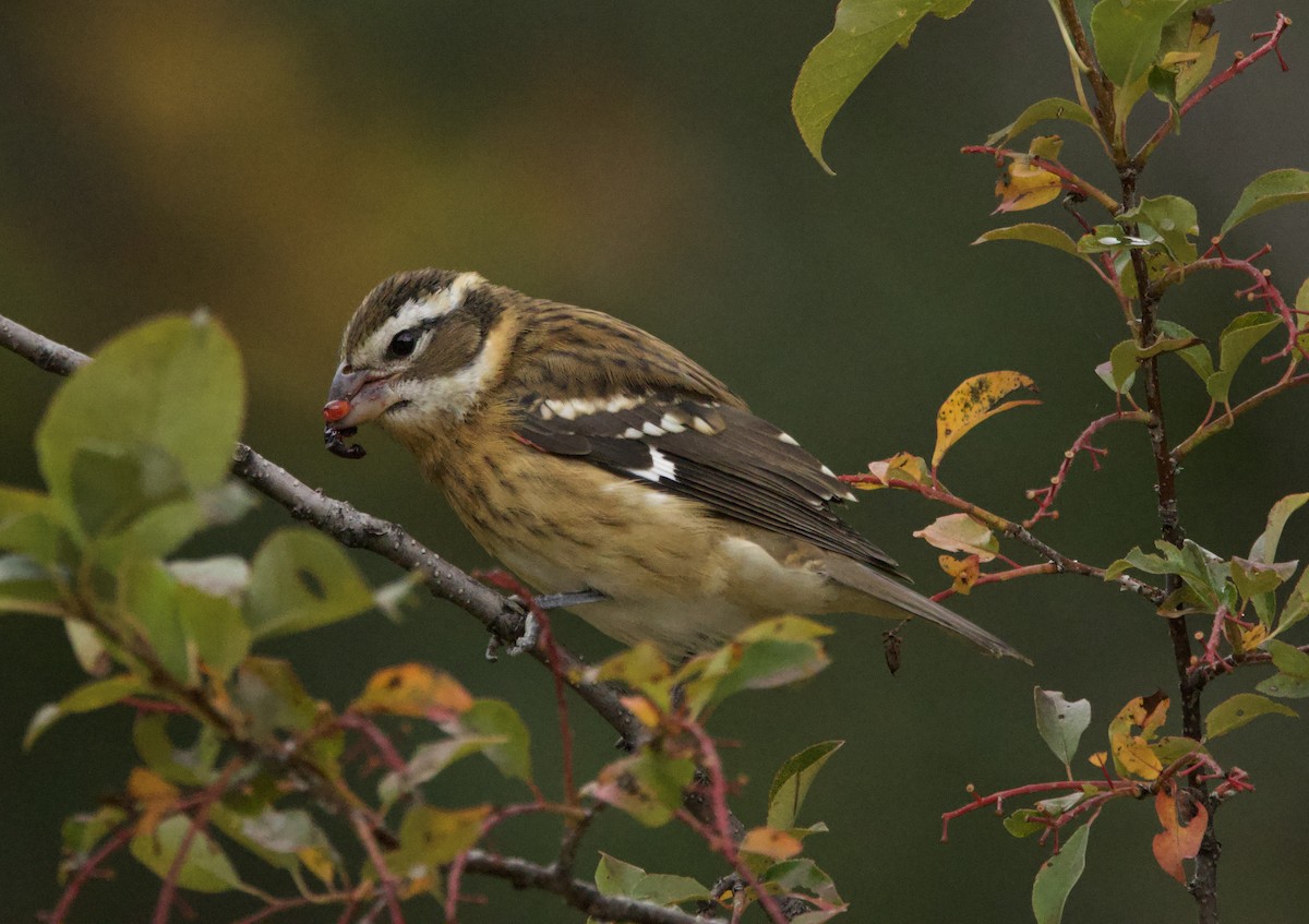 Black-headed Grosbeak - ML641778625