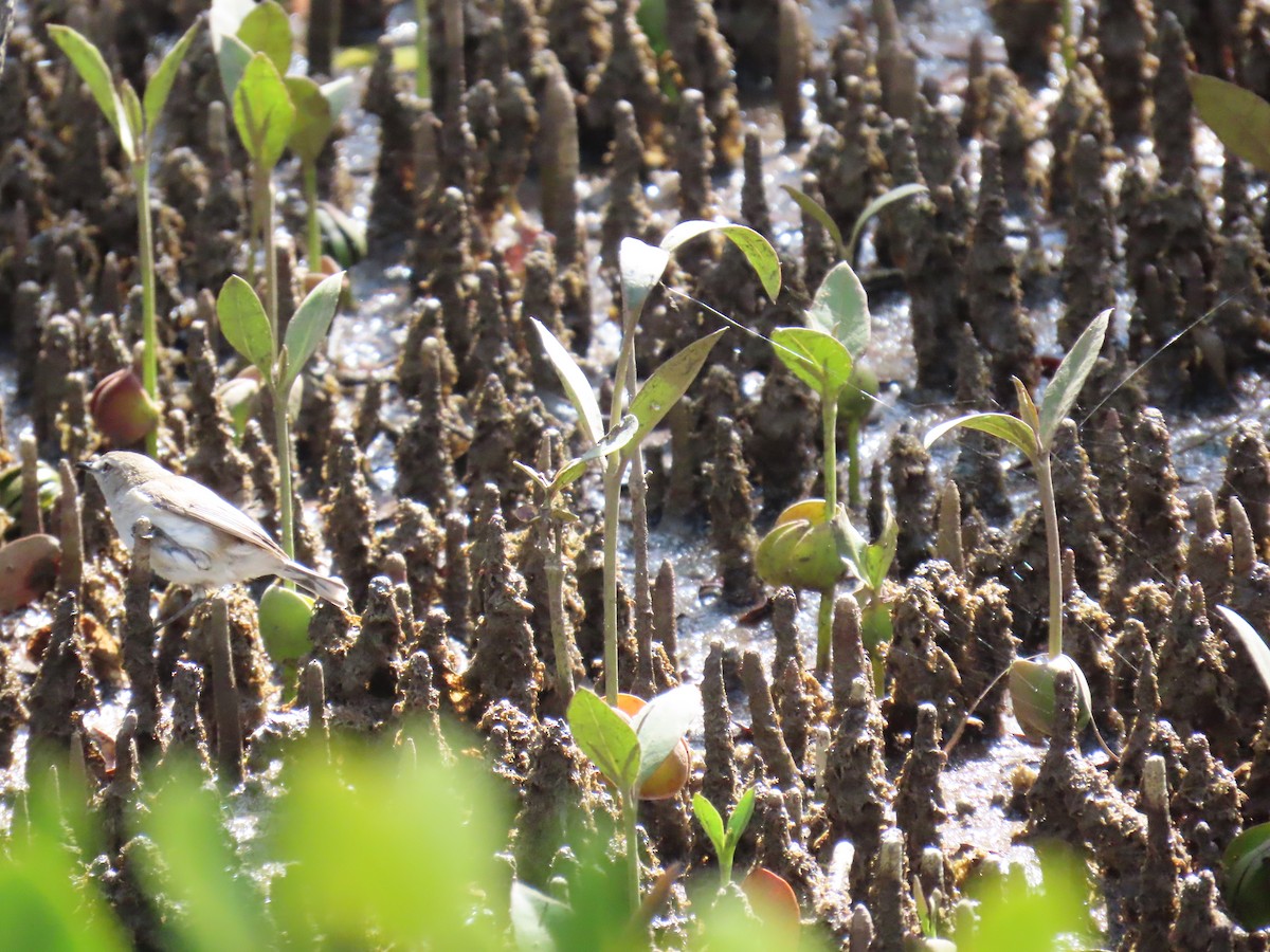mangrovegerygone - ML641778629