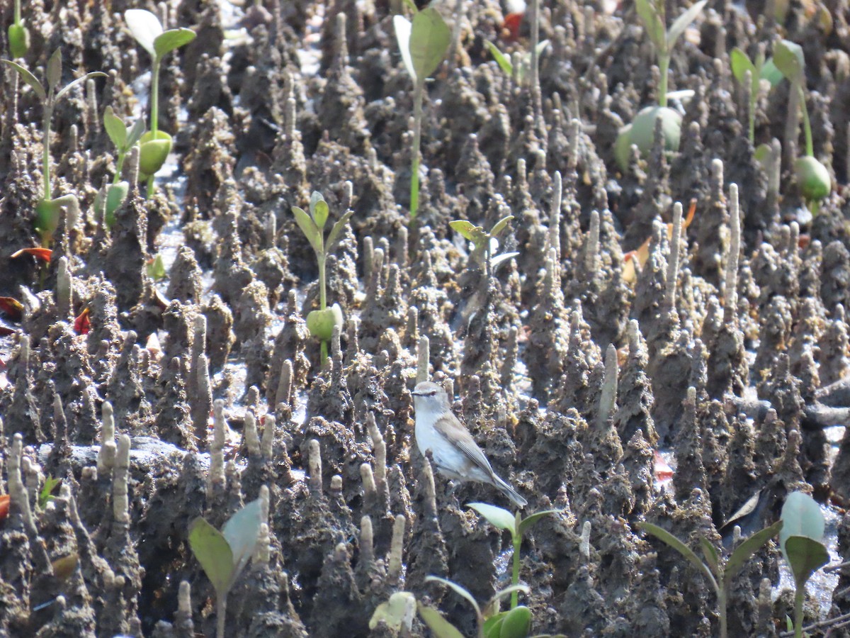 mangrovegerygone - ML641778630