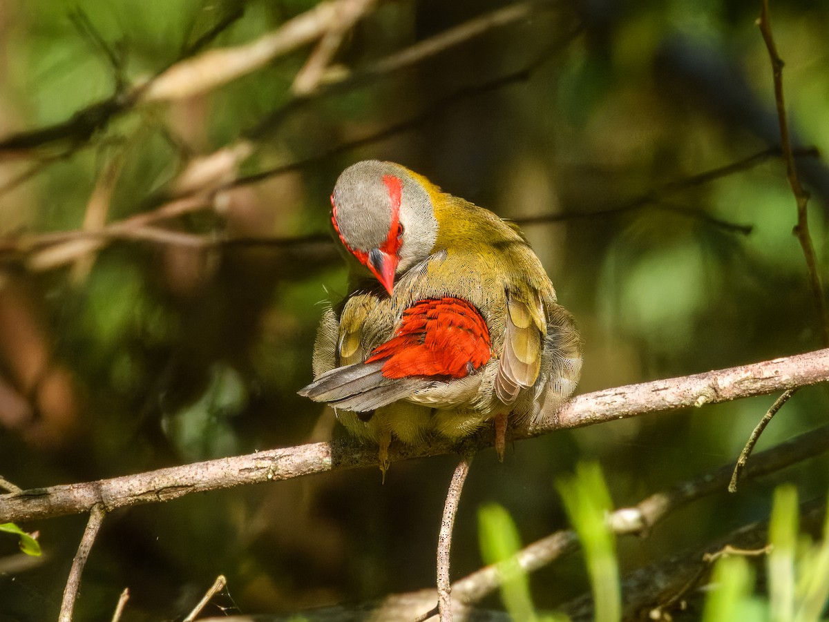 Red-browed Firetail - ML641778636