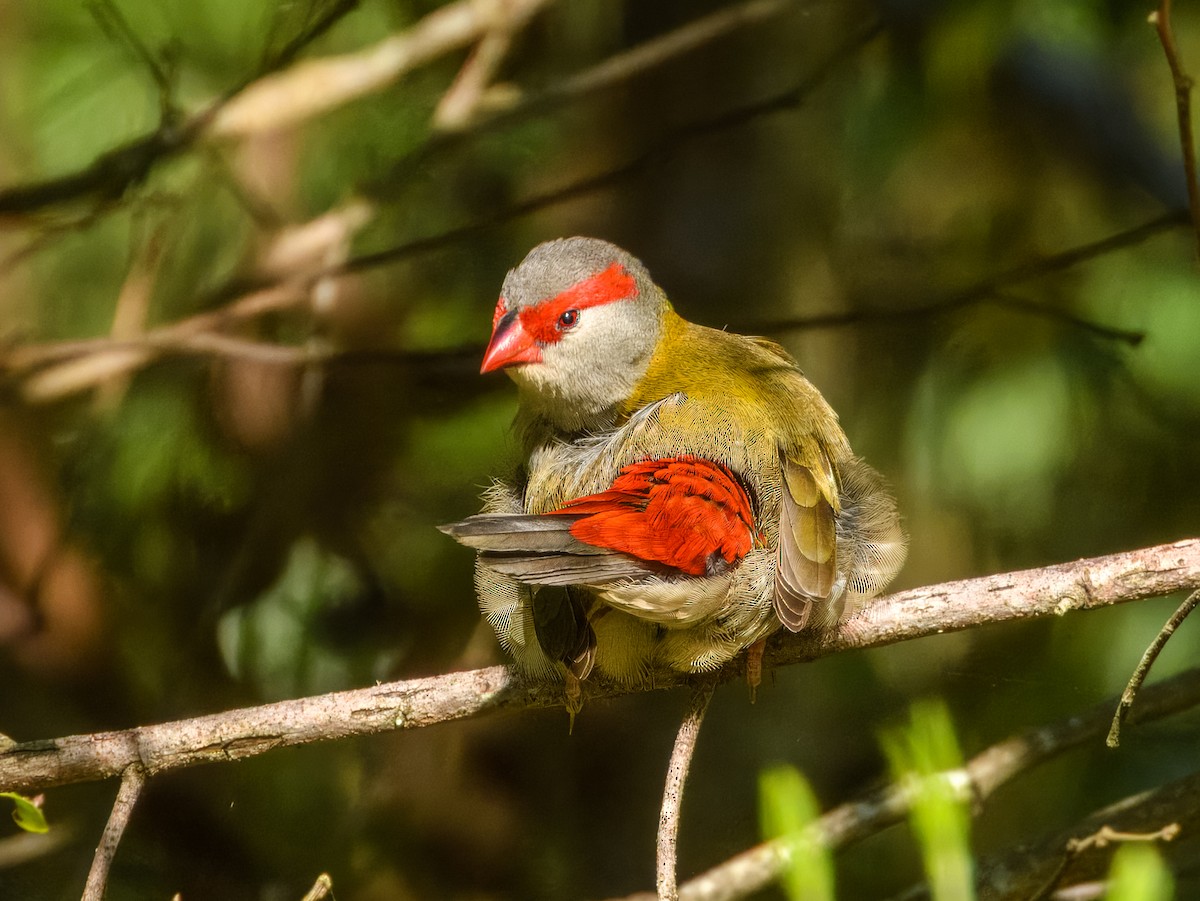Red-browed Firetail - ML641778637