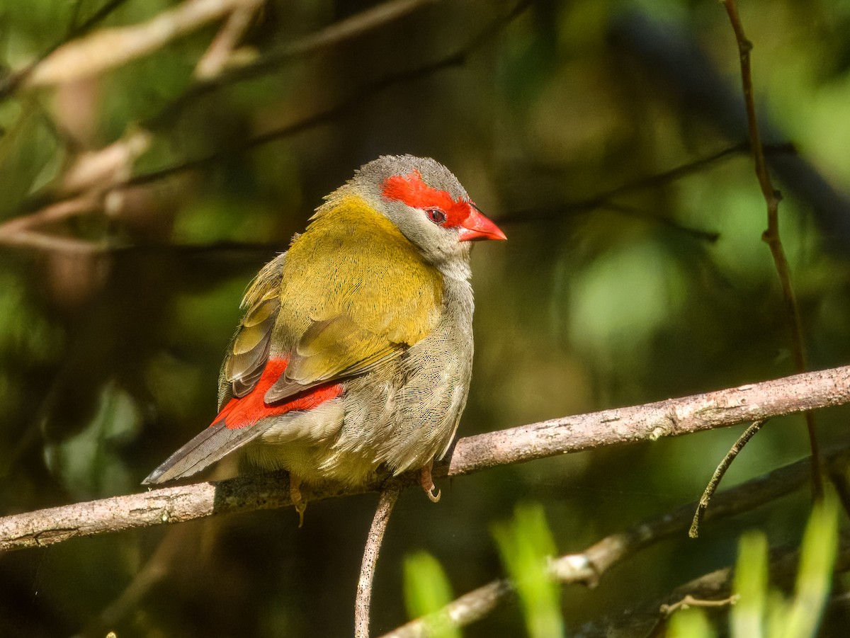 Red-browed Firetail - ML641778638