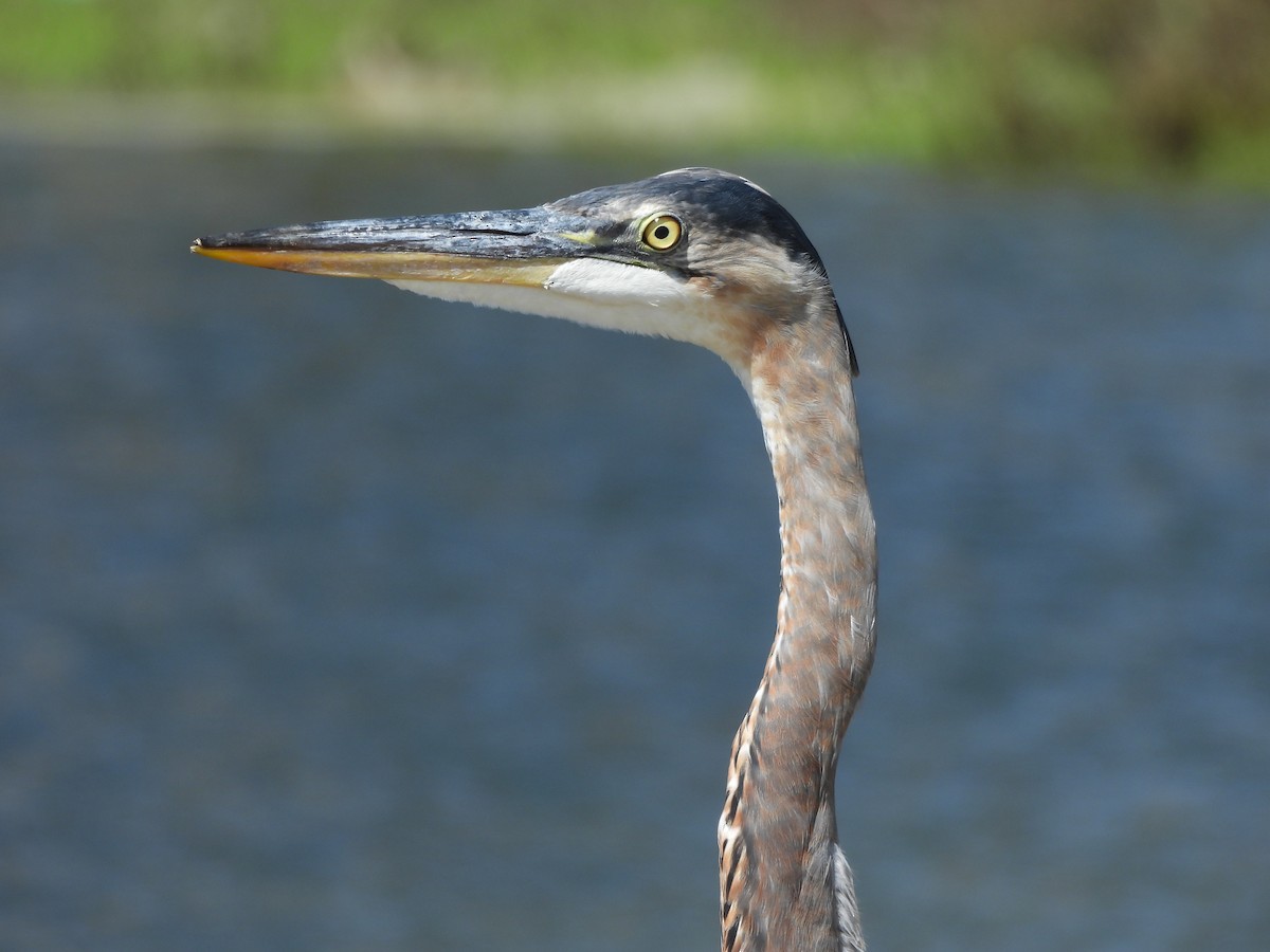 Great Blue Heron - ML641778644