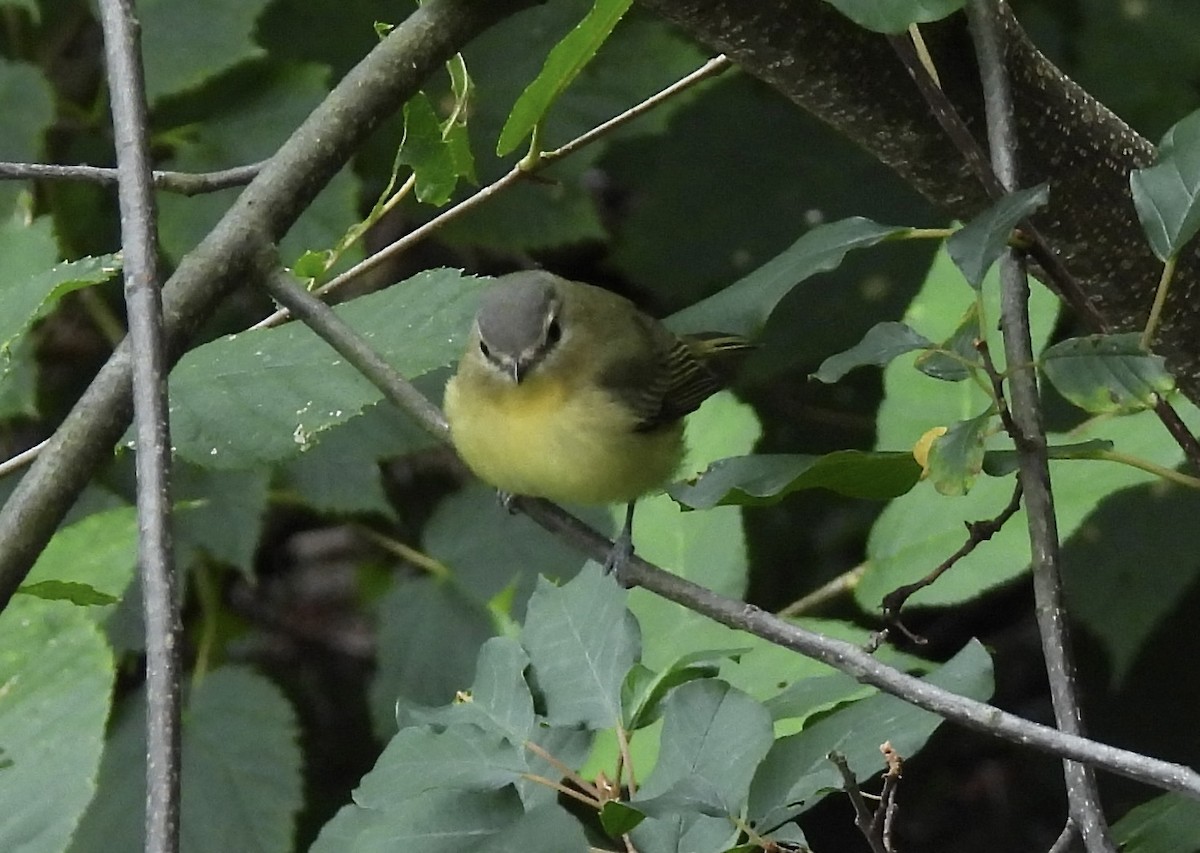 Philadelphia Vireo - ML641778645