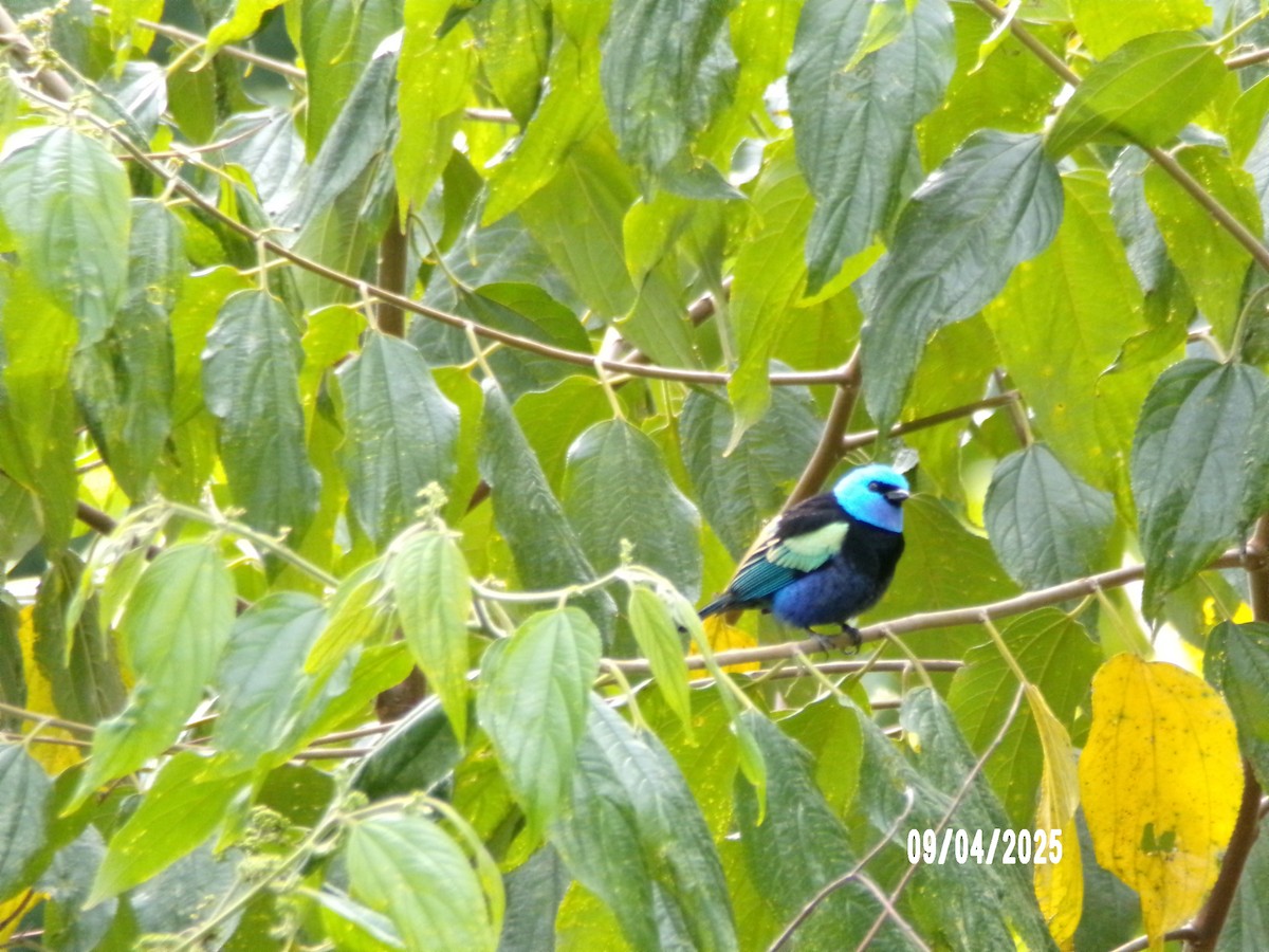 Blue-necked Tanager - ML641778649