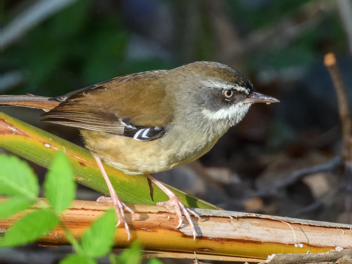 White-browed Scrubwren (Buff-breasted) - ML641778651