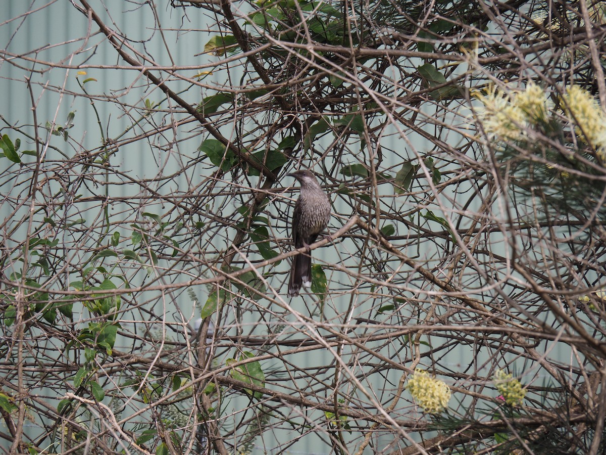 Little Wattlebird - ML641778700