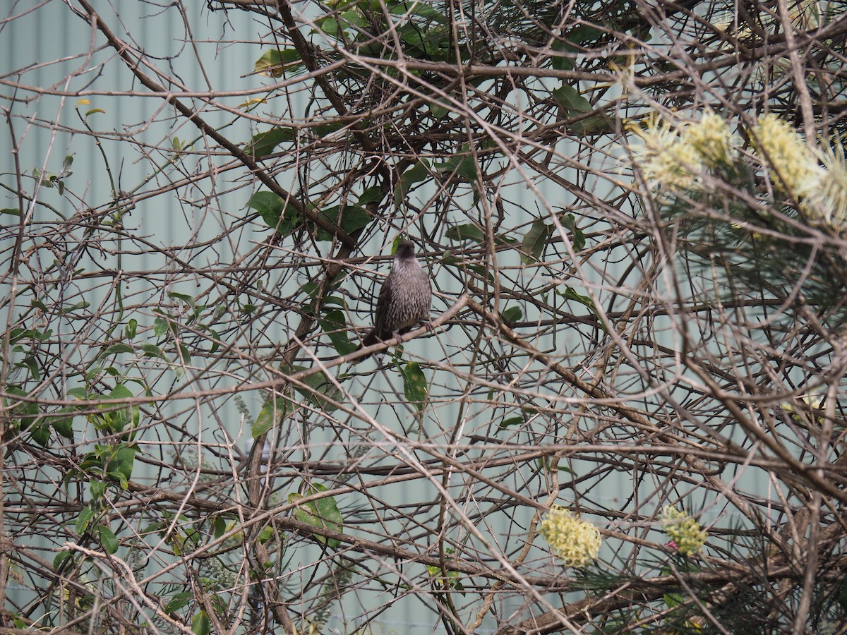 Little Wattlebird - ML641778701
