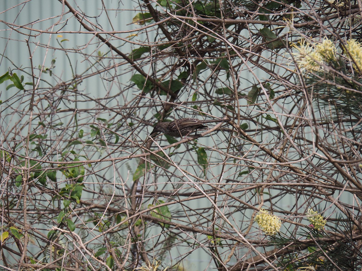 Little Wattlebird - ML641778702