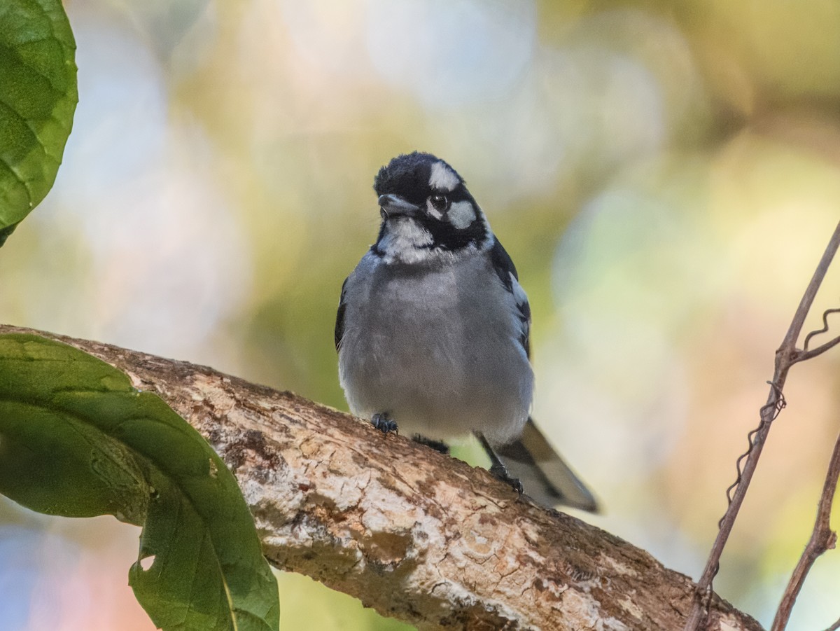 White-eared Monarch - ML641778727