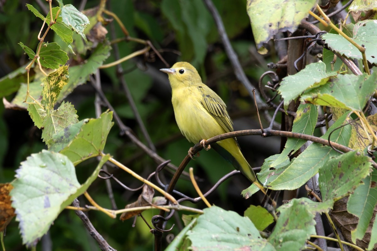 Yellow Warbler (Northern) - ML641778728