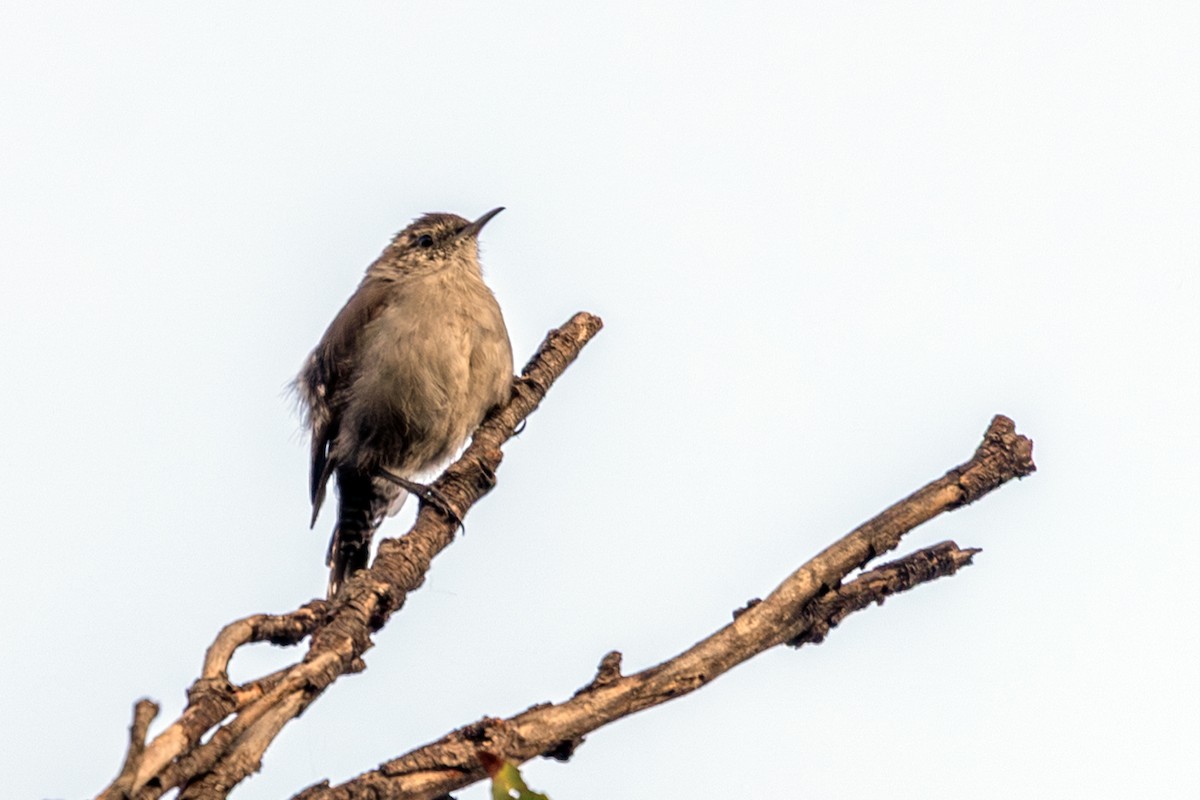 Bewick's Wren (mexicanus Group) - ML641778732