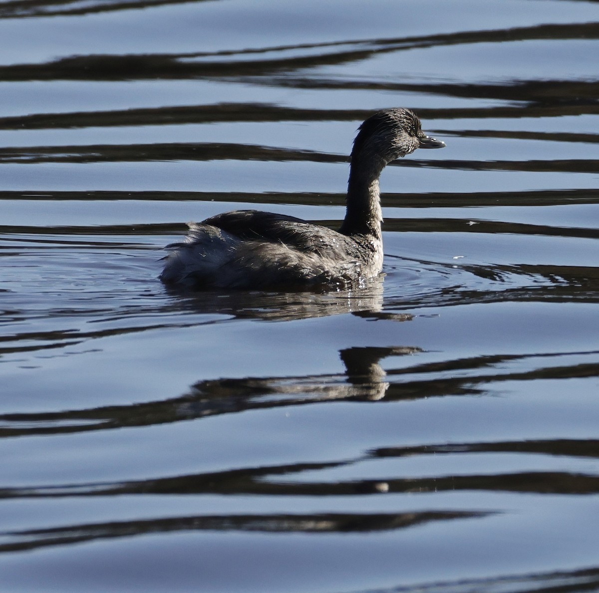Hoary-headed Grebe - ML641778733