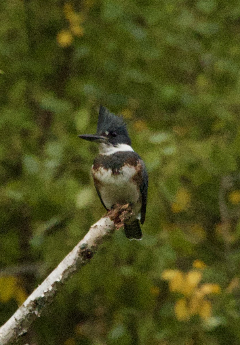Belted Kingfisher - ML641778759