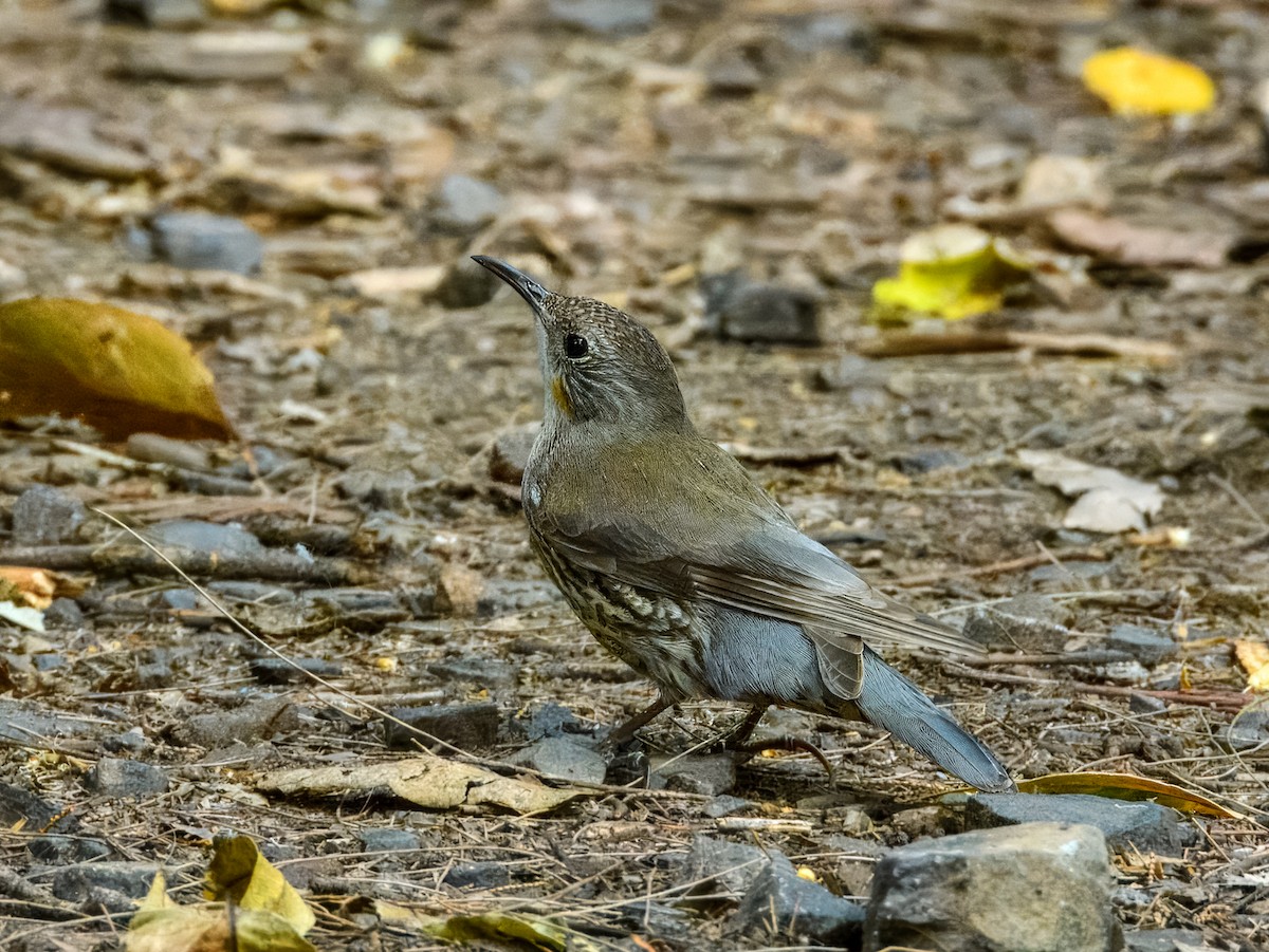 White-throated Treecreeper (White-throated) - ML641778764