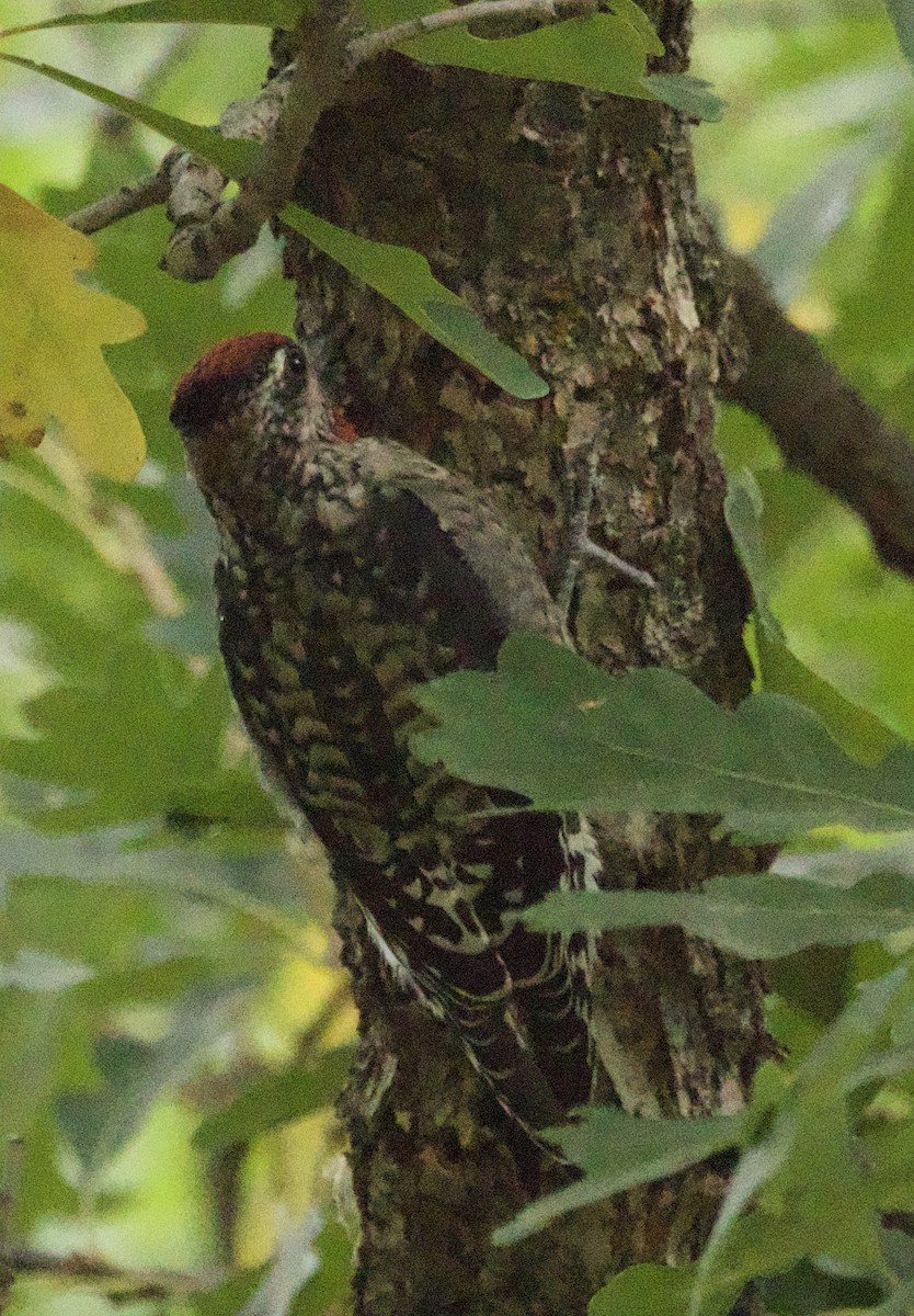 Red-naped Sapsucker - ML641778767