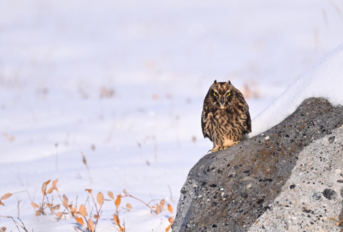 Short-eared Owl - ML641778776