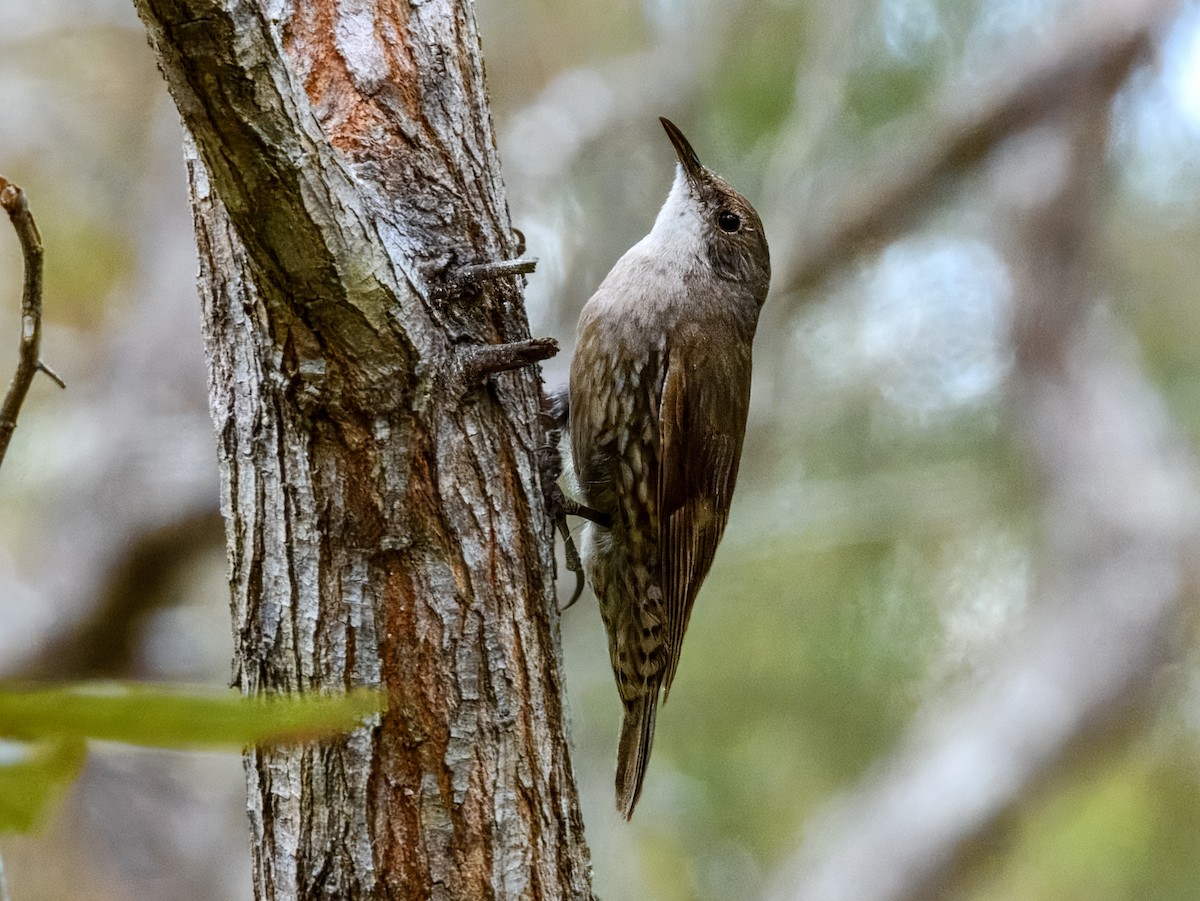 White-throated Treecreeper (White-throated) - ML641778807