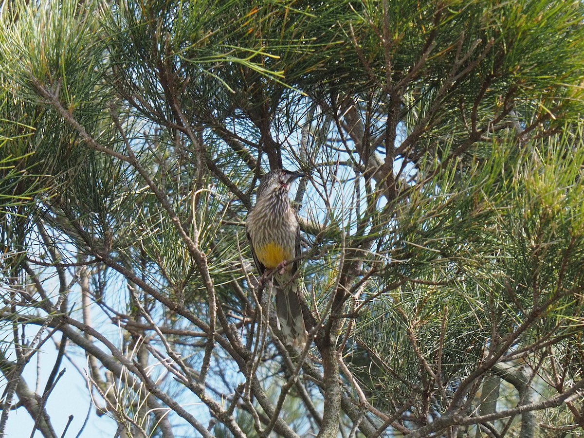 Red Wattlebird - ML641778808