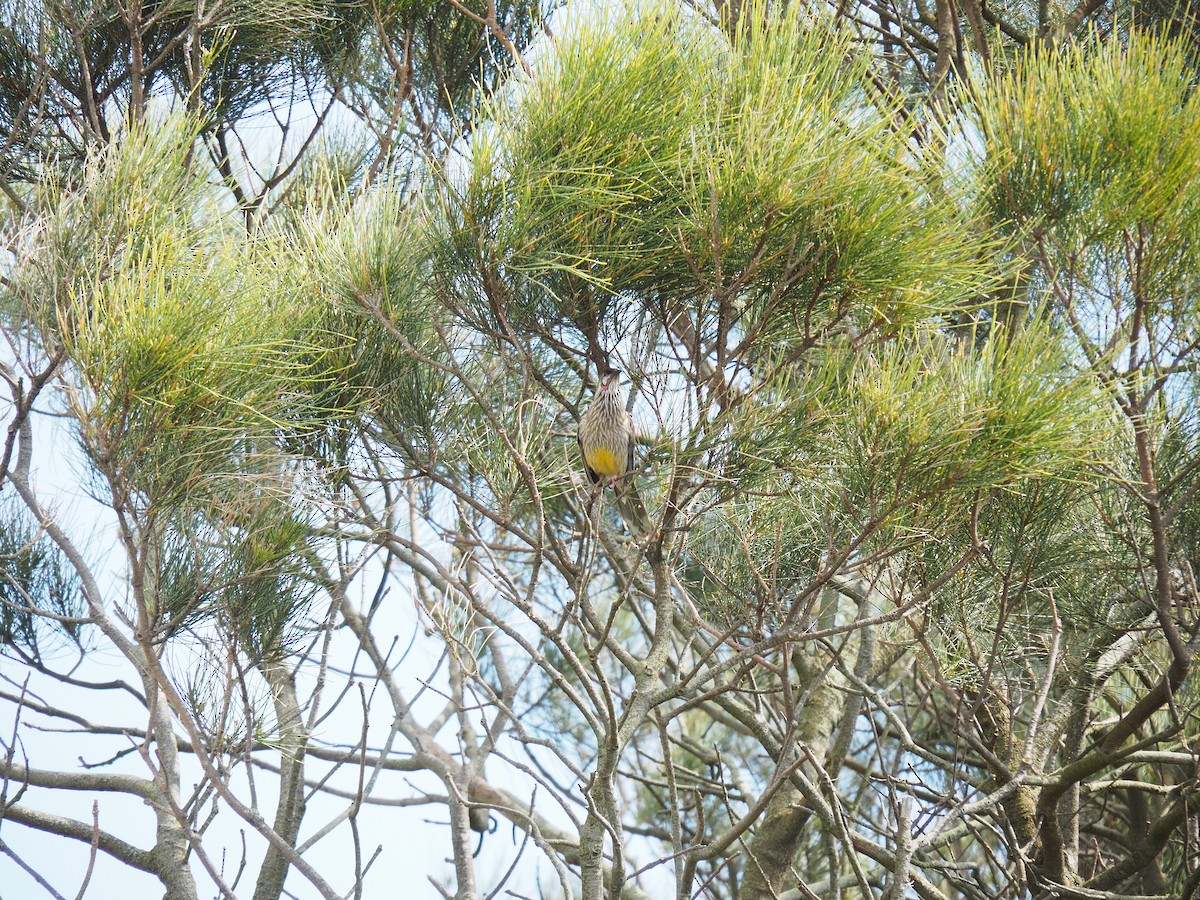 Red Wattlebird - ML641778809