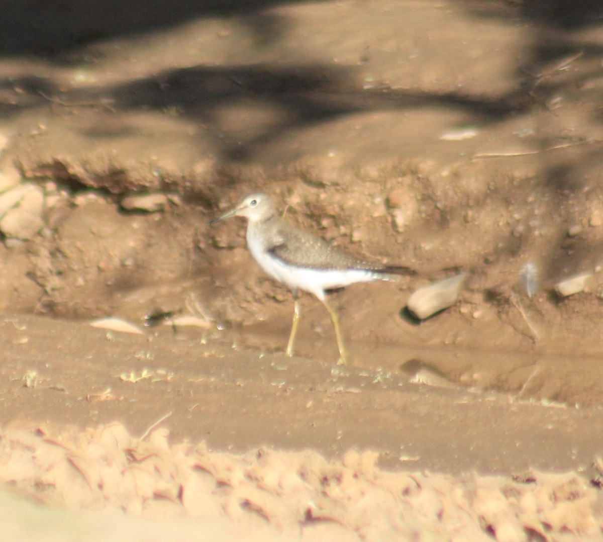 Solitary Sandpiper - ML641778828