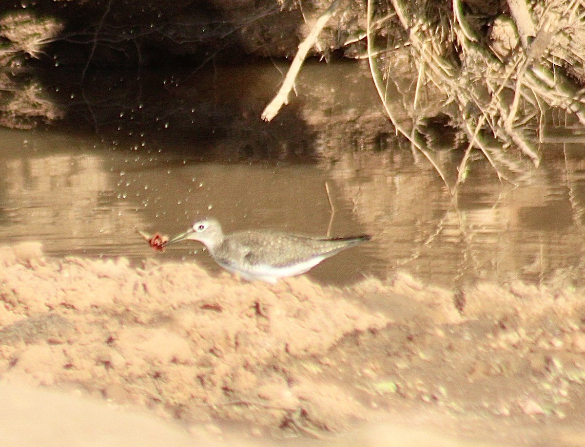 Solitary Sandpiper - ML641778829