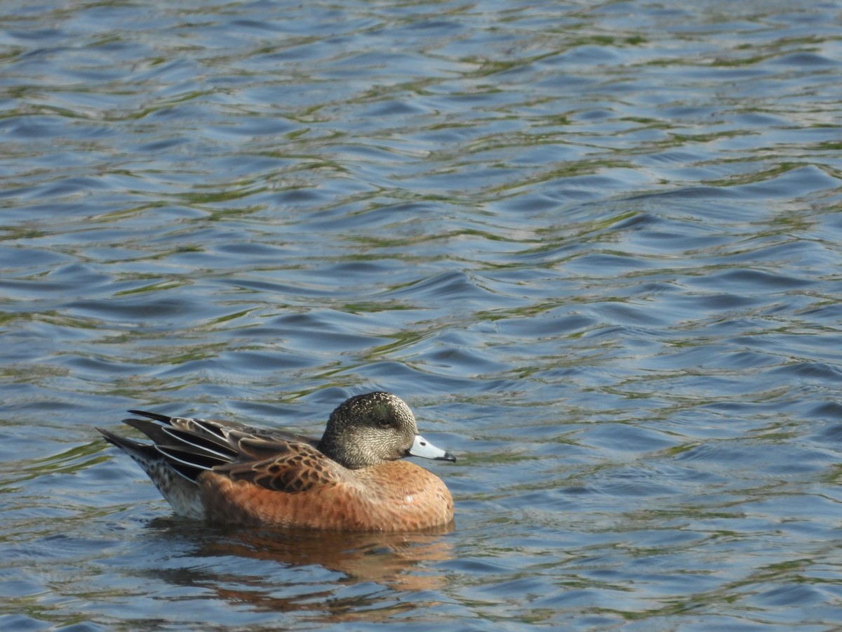 Canard d'Amérique - ML641778830