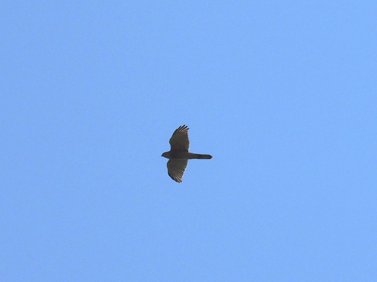 Brown Goshawk - ML641778837