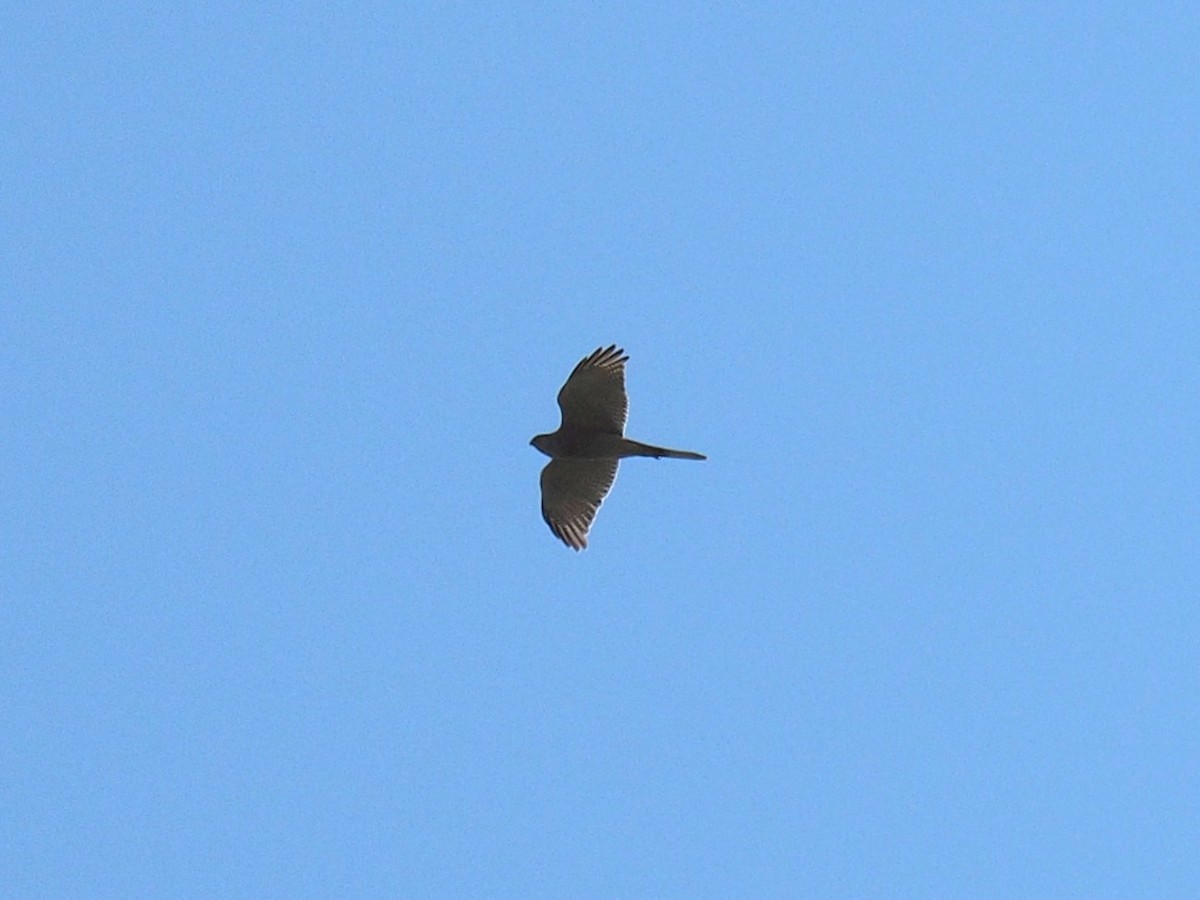 Brown Goshawk - ML641778838