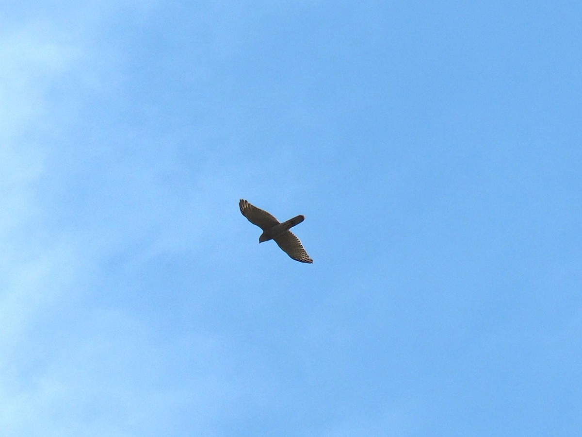 Brown Goshawk - ML641778839