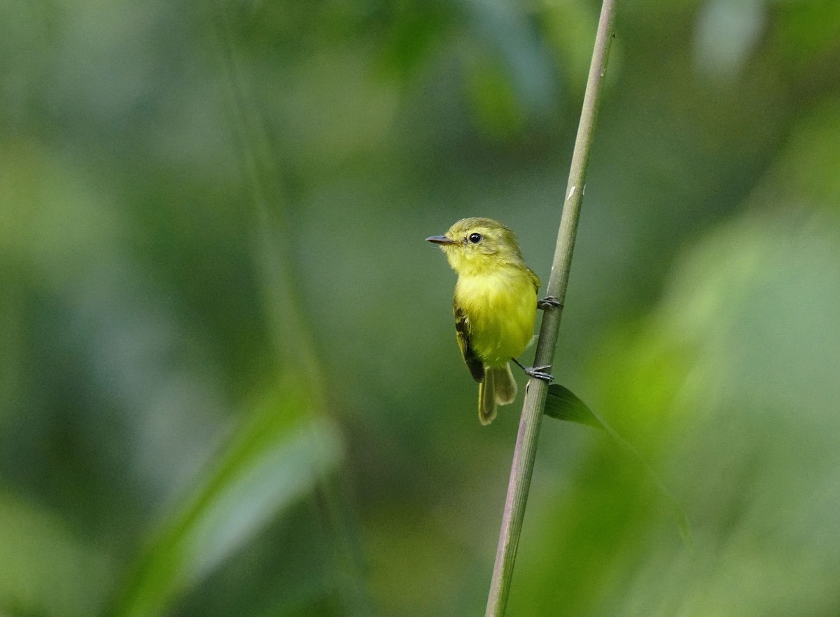 Yellow Tyrannulet - ML641778858