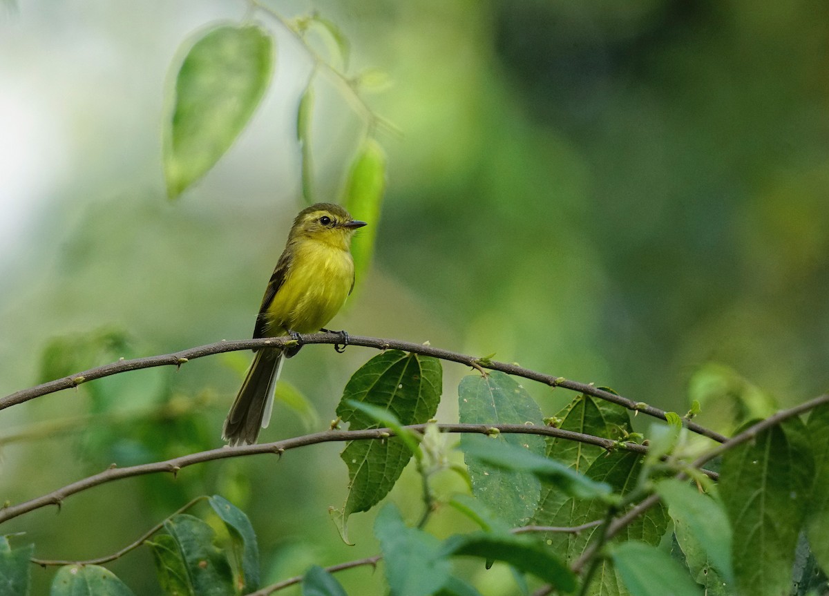 Yellow Tyrannulet - ML641778859