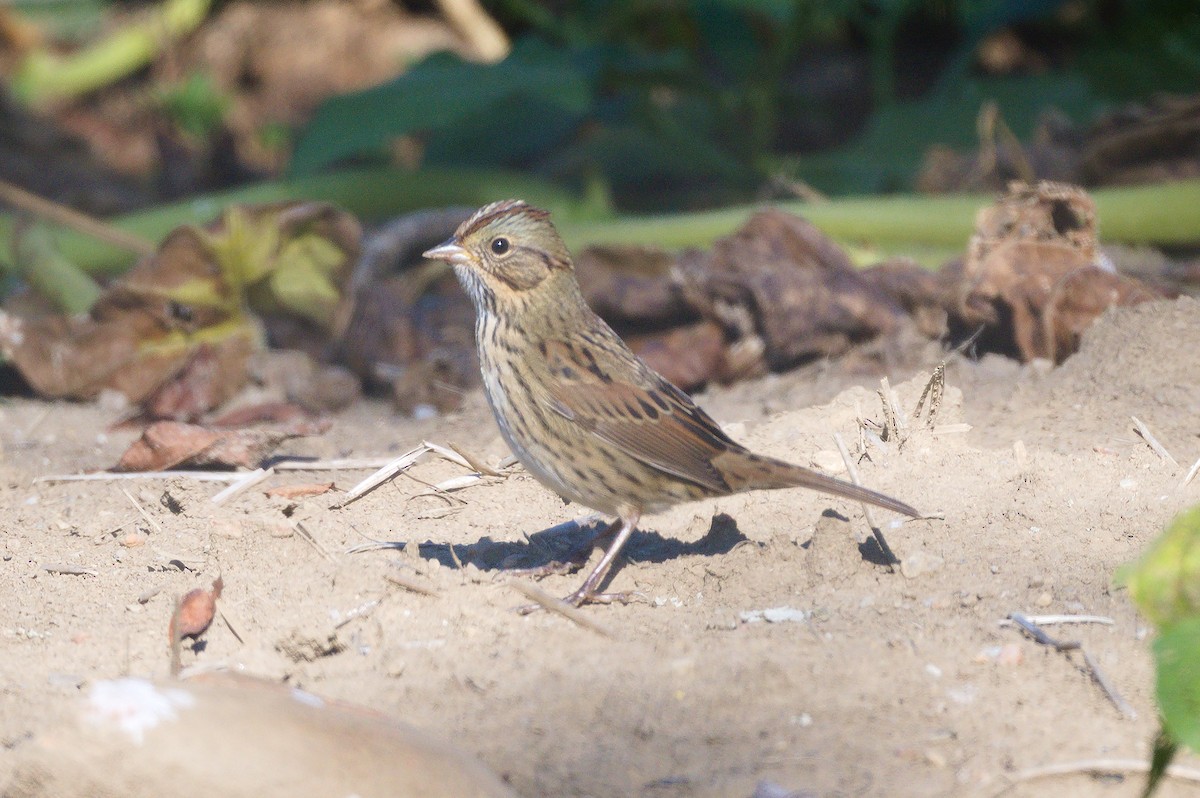 Lincoln's Sparrow - ML641778868