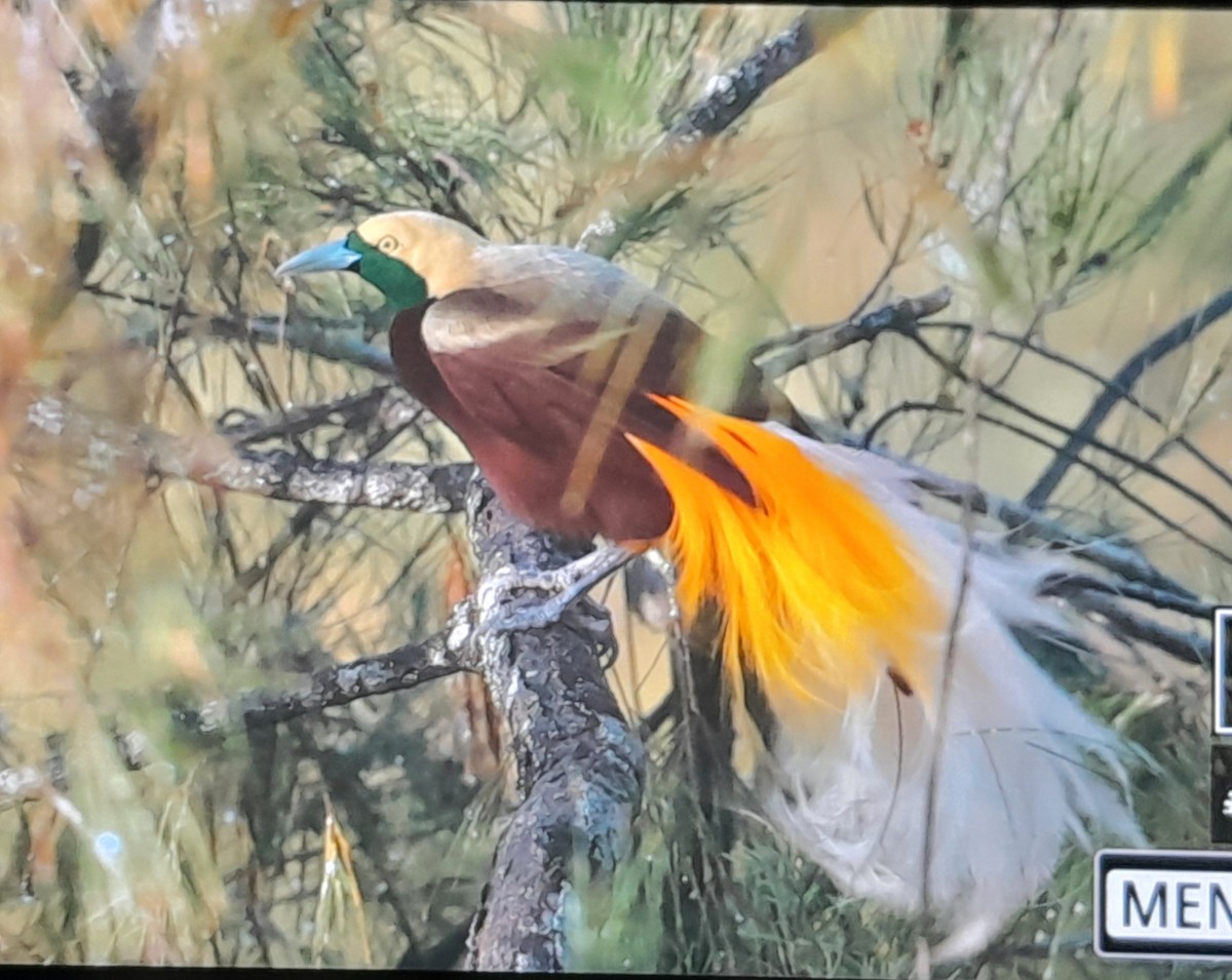 Kleinparadiesvogel - ML641778869
