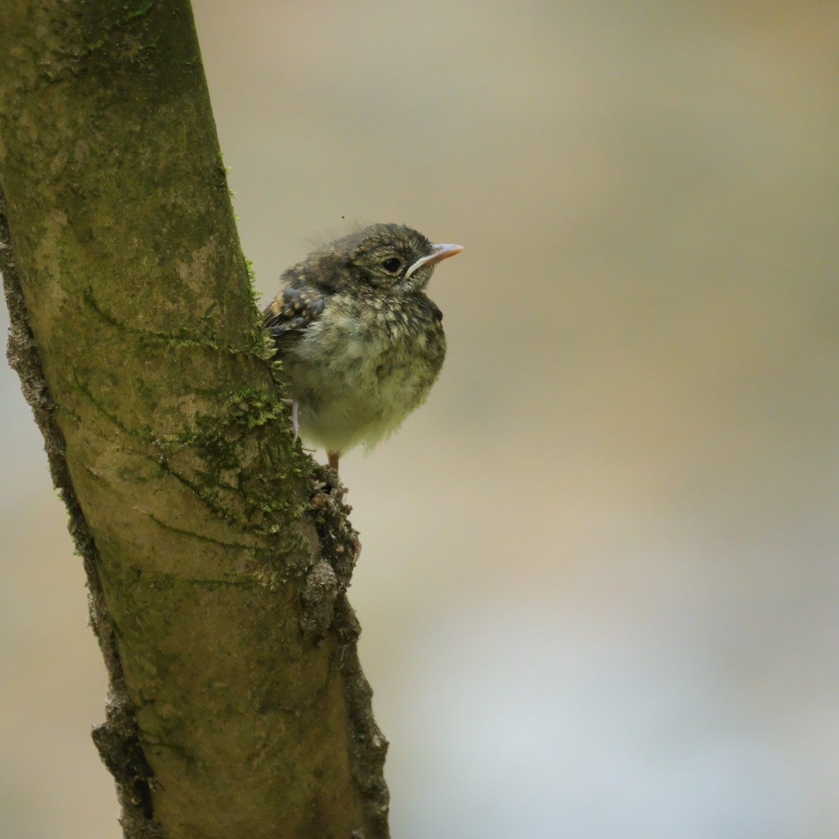 Blue-and-white Flycatcher - ML641778873