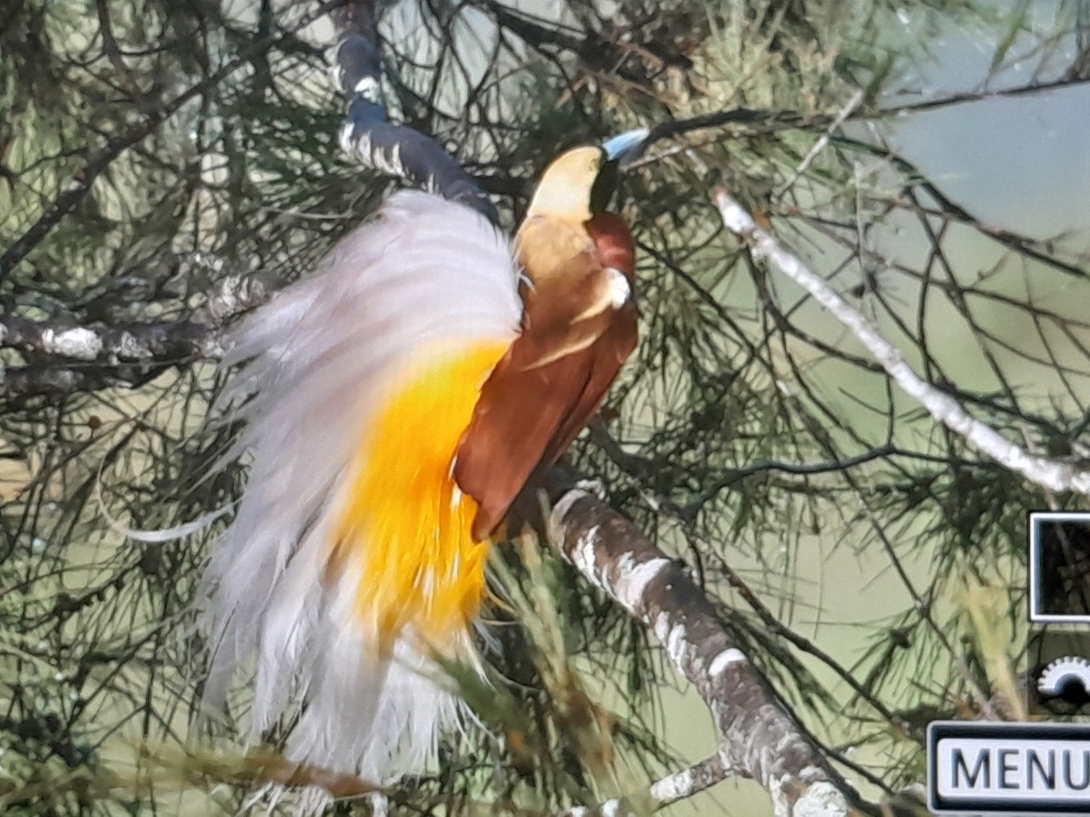 Kleinparadiesvogel - ML641778875