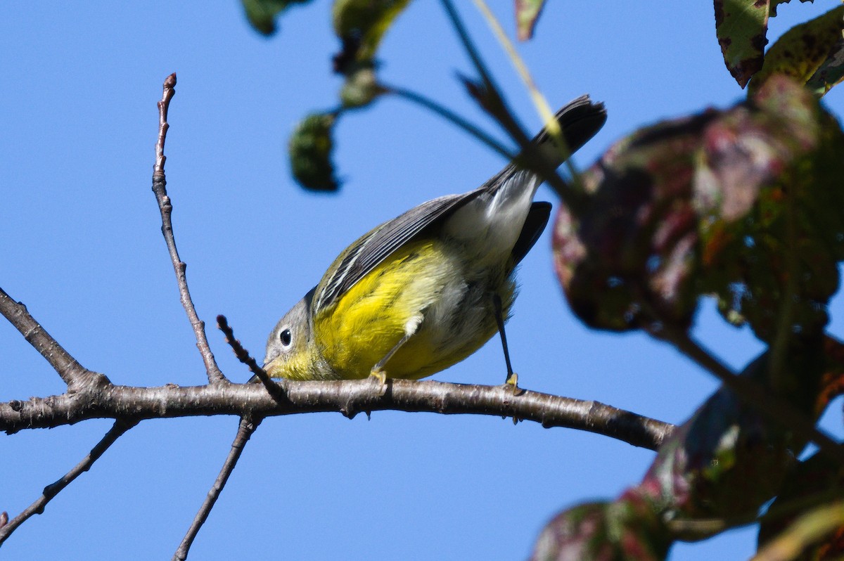Magnolia Warbler - ML641778878