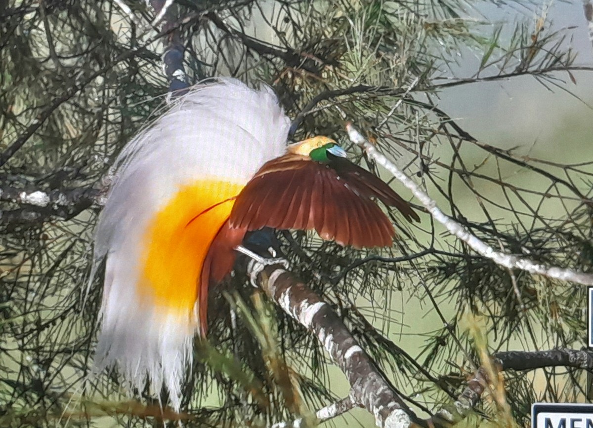Kleinparadiesvogel - ML641778884