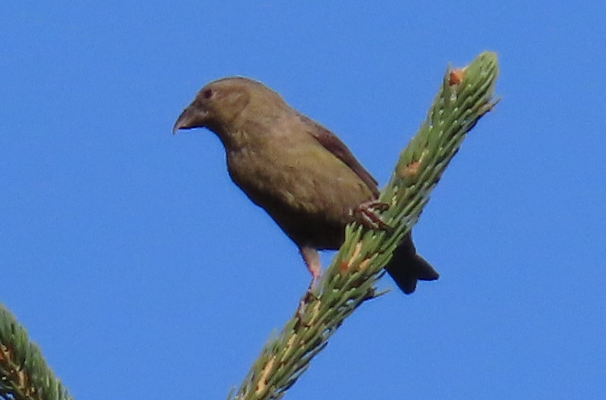 Fichtenkreuzschnabel - ML641778892