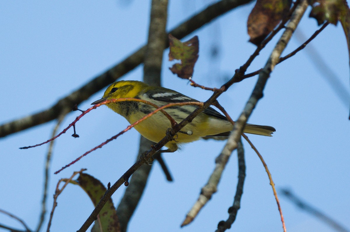 Black-throated Green Warbler - ML641778899