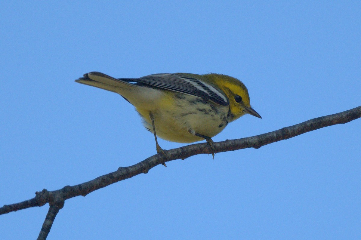 Black-throated Green Warbler - ML641778923