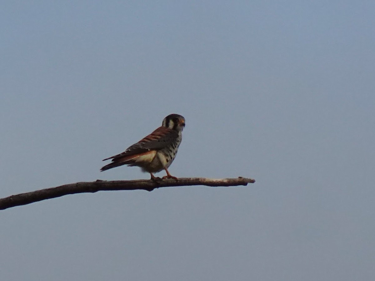 American Kestrel - ML641778953