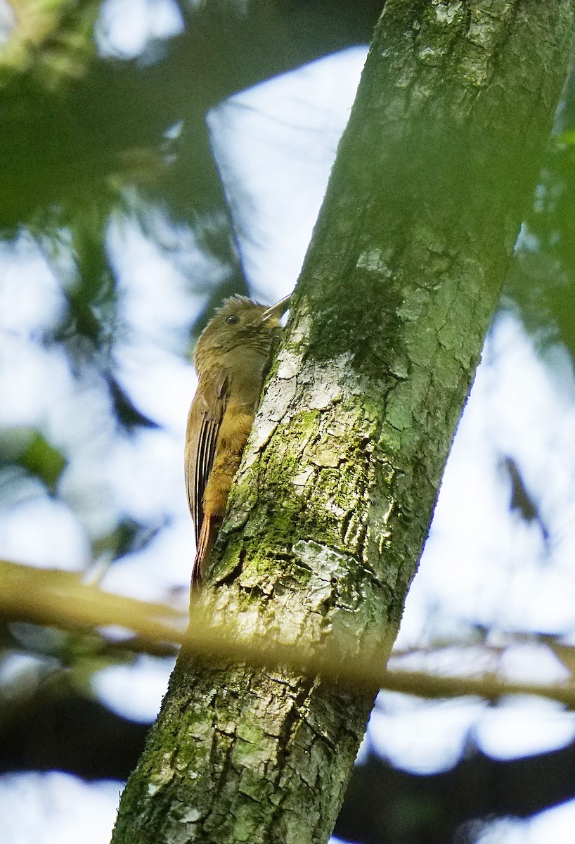 Plain-winged Woodcreeper - ML641778959