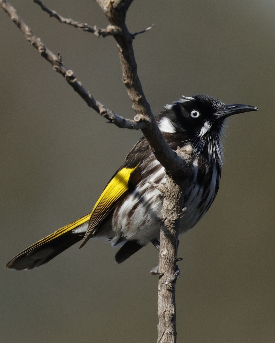 New Holland Honeyeater - ML641778962