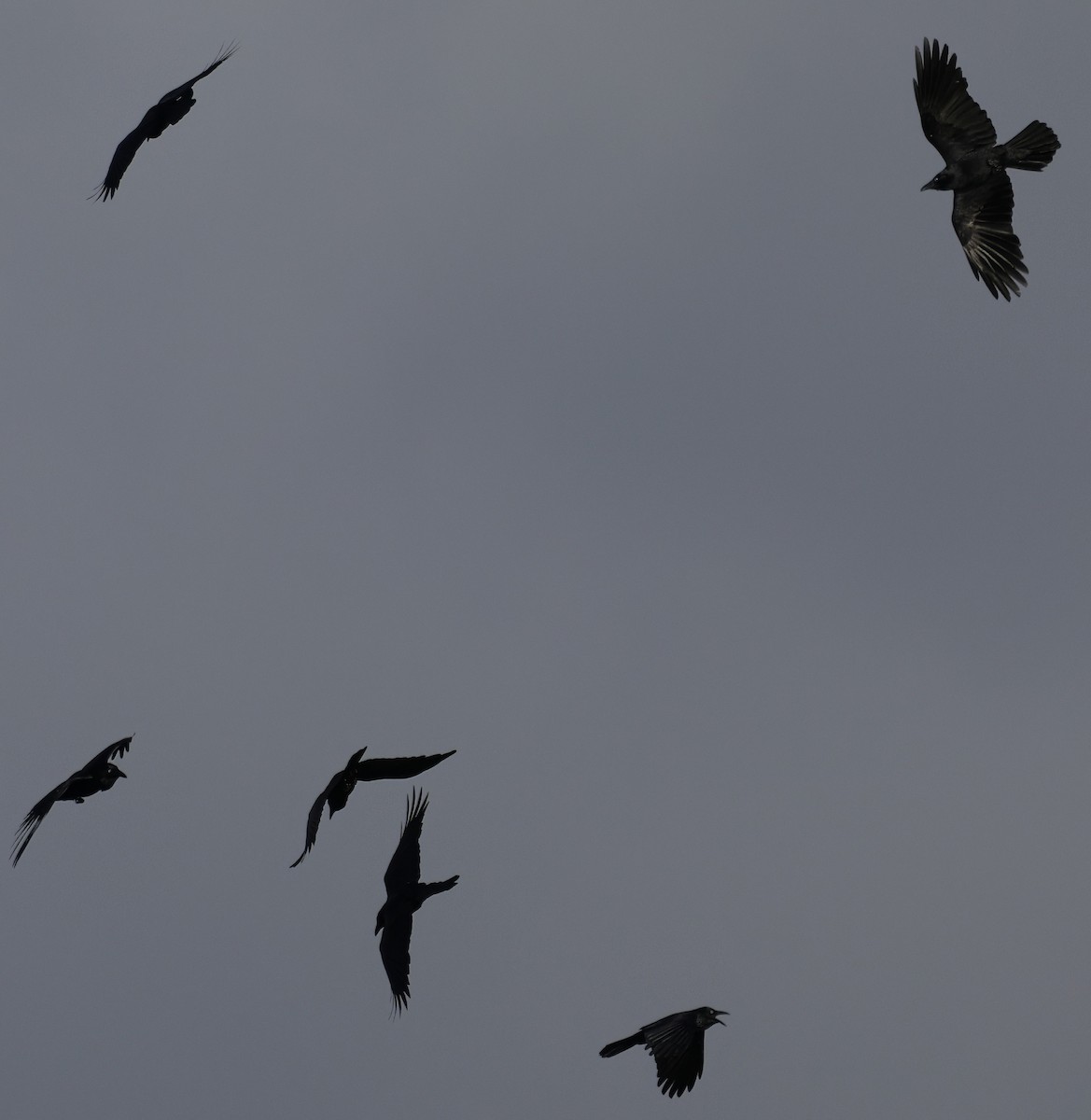 Australian Raven - ML641778977